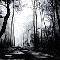 Charcoal Forest